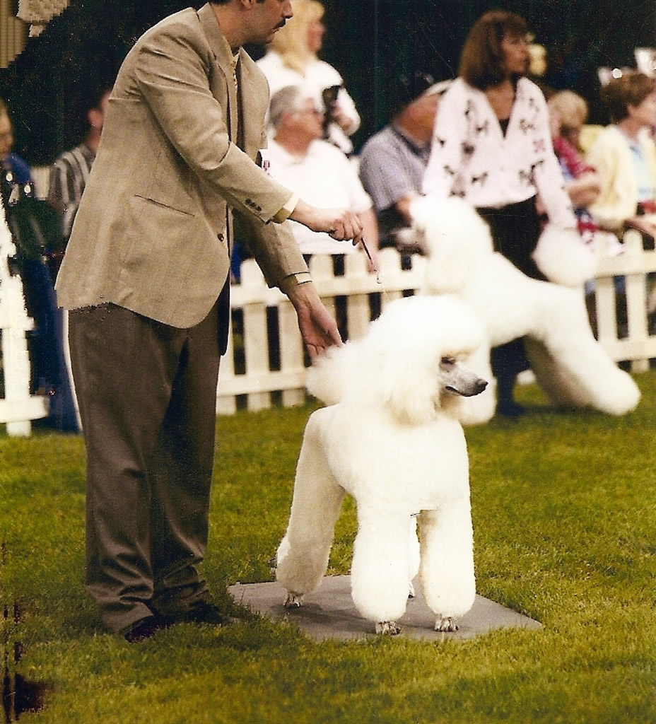 Majessa Standard Poodles