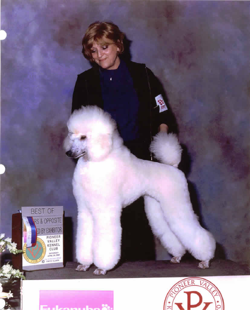 Majessa Standard Poodles