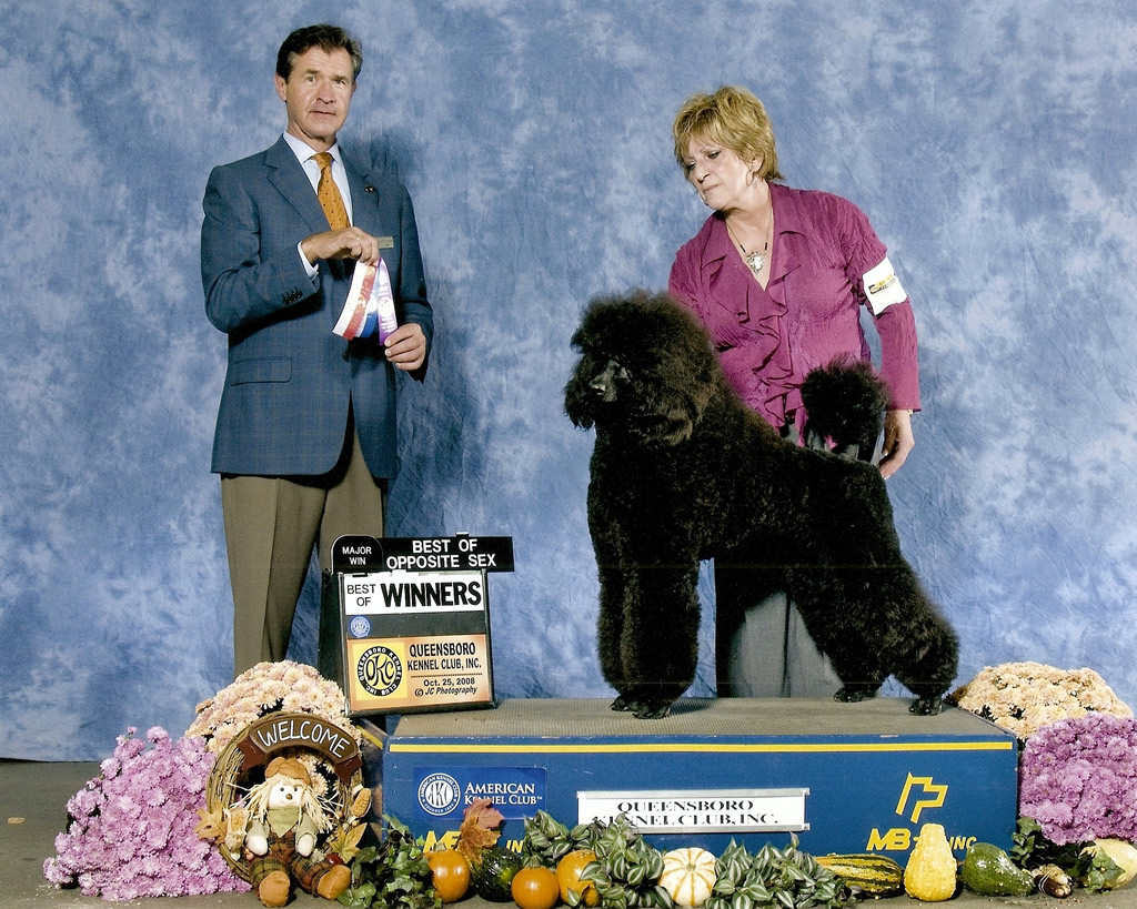 Majessa Standard Poodles