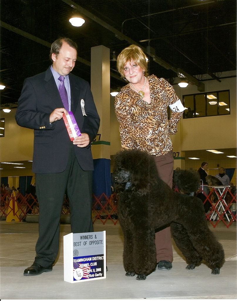 Majessa Standard Poodles