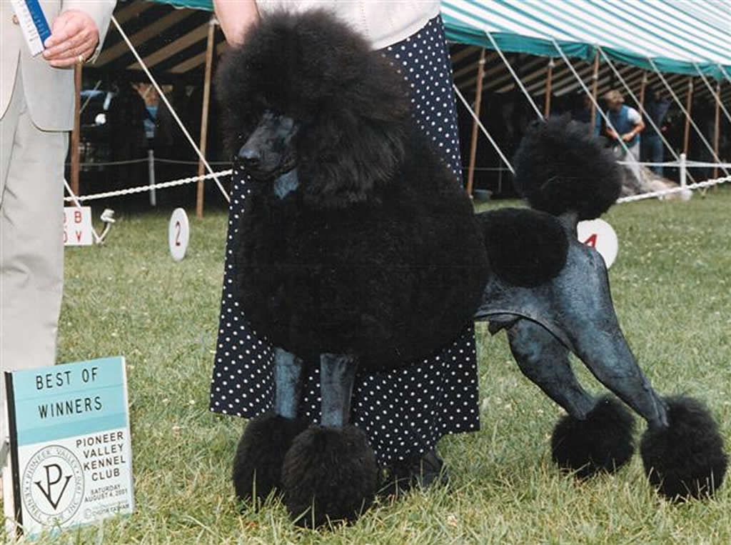 Majessa Standard Poodles