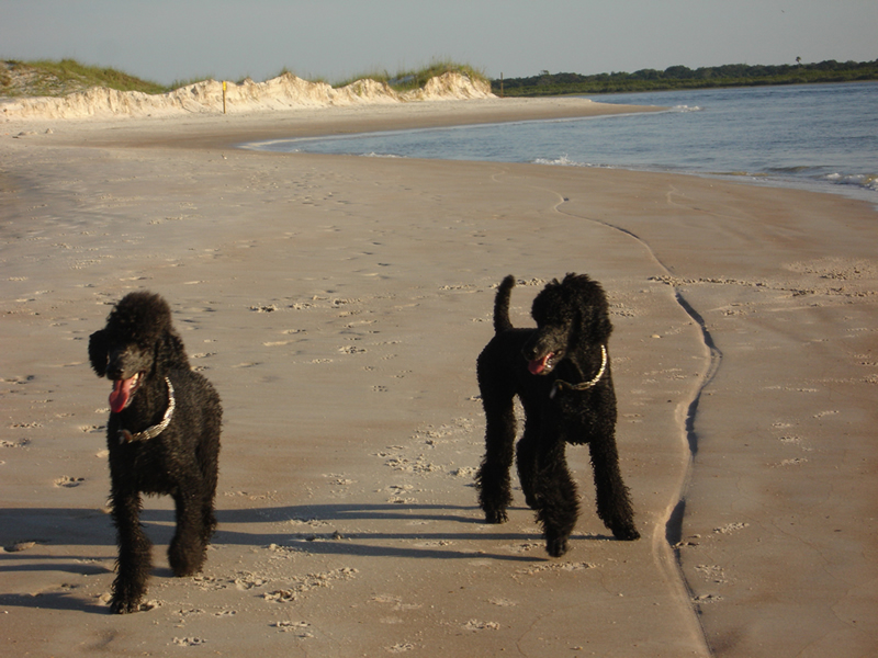 Majessa Standard Poodles