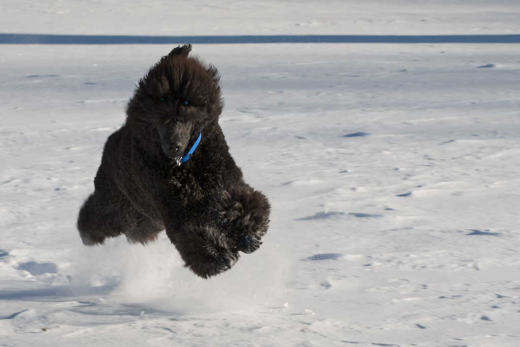 Majessa Standard Poodles