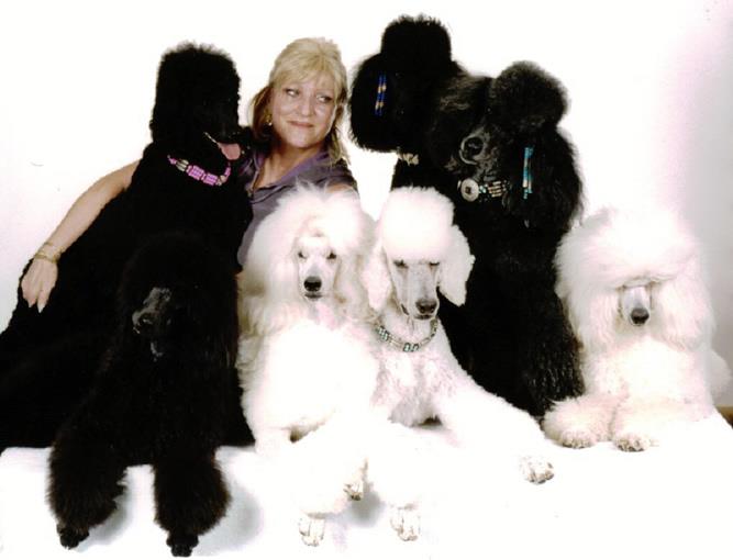 Majessa Standard Poodles