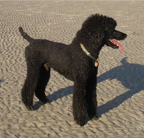 Majessa Standard Poodles