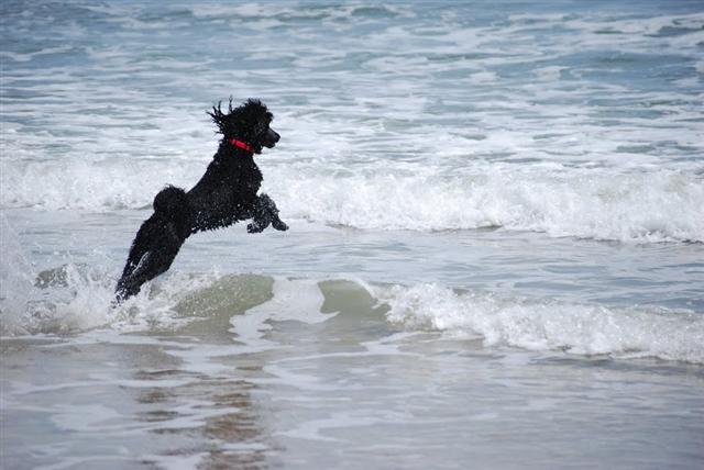 Majessa Standard Poodles