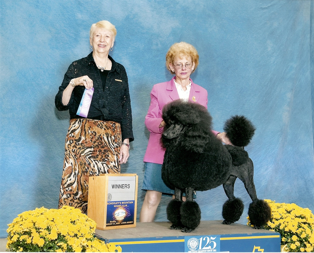 Majessa Standard Poodles