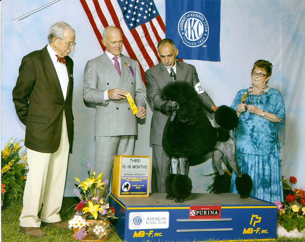 Majessa Standard Poodles