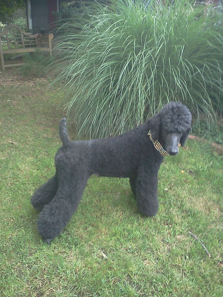 Majessa Standard Poodles