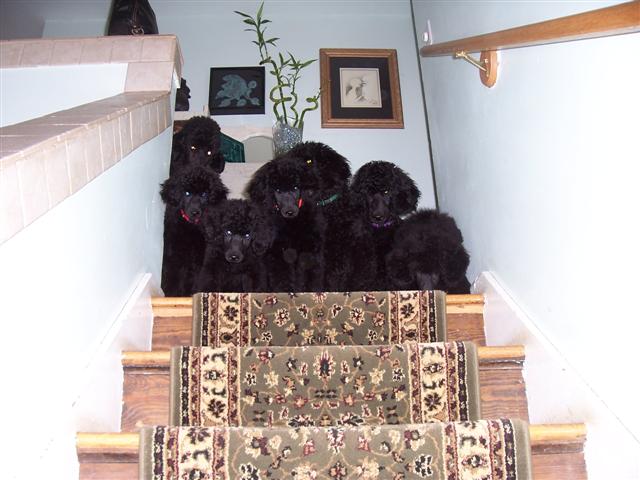 Majessa Standard Poodles